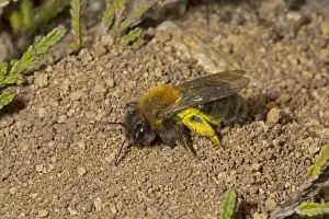 Laying Prints: Clarkes Mining Bee (Andrena clarkella) adult female