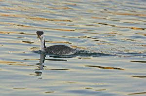 Grebes Prints: Clark's Grebe (Aechmophorus clarkii) adult