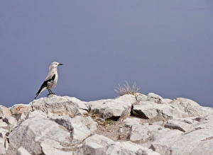 Clark's Nutcracker (Nucifraga columbiana) adult, perched on rocks, Crater Lake N. P. Cascade Mountains, Oregon, U. S. A. july