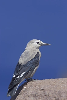 Clark's Nutcracker (Nucifraga columbiana) adult, standing on rock, Crater Lake N. P. Oregon, U. S. A