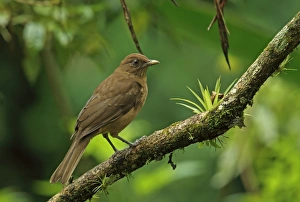 Clay-coloured Robin (Turdus grayi casius) adult, perched on branch, Canopy Lodge, El Valle, Panama, October