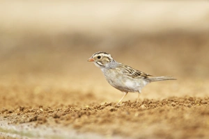 Sparrow Prints: Clay-coloured Sparrow (Spizella pallida) adult