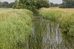 Biodiversity Prints: Clean and biodiverse chalk stream, River Allen, near Wimborne, Dorset, England, July
