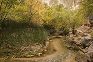 Utah Prints: Clean creek and unspoilt riparian vegetation