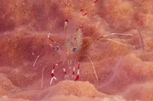 Sponges Prints: Clear Cleaner Shrimp (Urocaridella antonbrunii) adult