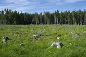 Coniferous Prints: Clear-cut coniferous forest, with grass and wildflowers growing amongst stumps
