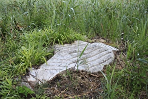 Encroaches Prints: Cleared invasive woodland at edge of valley fen reserve