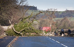 Block Prints: Clearing fallen tree from road after being blown over in wind