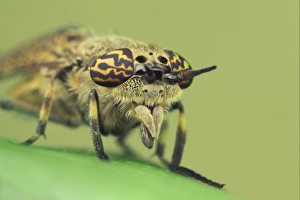 Flies Prints: Cleg Fly (Haematopota pluvialis) adult, close-up of head, Leicestershire, England, july