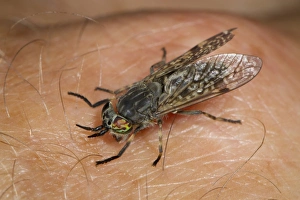 Cleg Fly (Haematopota pluvialis) adult, biting human hand, Powys, Wales, July