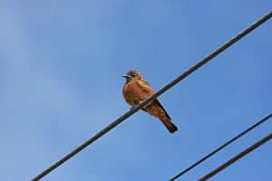 Fly Catcher Prints: Cliff Flycatcher (Hirundinea ferruginea) adult