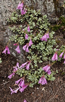 Oregon Prints: Cliff Penstemon (Penstemon rupicola) flowering