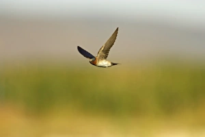 Klamath Prints: Cliff Swallow (Hirundo pyrrhonota) adult