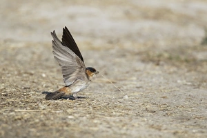 Gather Prints: Cliff Swallow (Hirundo pyrrhonota) adult