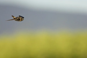 Klamath Prints: Cliff Swallow (Hirundo pyrrhonota) juvenile