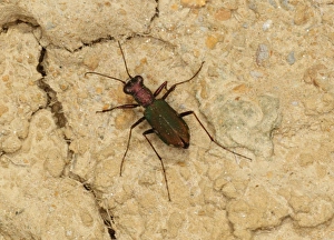 Soft Prints: Cliff Tiger Beetle (Cicindela germanica) adult