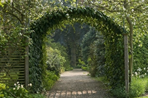 Climber foliage on archway over garden path, Norfolk, England, april
