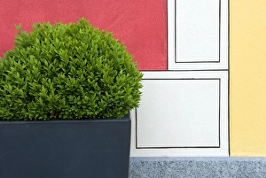 Clipped Box (Buxus sempervirens) bush in container, beside painted wall in garden, Locarno, Ticino, Switzerland