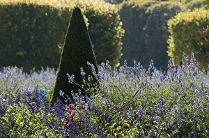 Clipped Prints: Clipped conical shaped tree and lavender garden