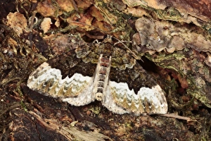 Geometrid Prints: Cloaked Carpet (Euphyia biangulata) adult, resting on bark, Powys, Wales, july