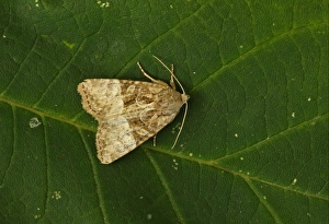 Noctuids Prints: Cloaked Minor (Mesoligia furuncula) adult, resting on leaf, Norfolk, England, august