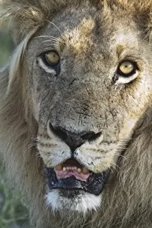 Teeth Prints: close up face of adult male lion looking intently at the camera lens