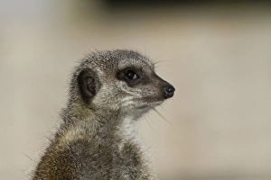 Nose Prints: Close up of Meerkat looking alert