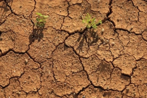 Climate Prints: Close-up of cracked soil with plants growing, Sturt N. P. New South Wales, Australia