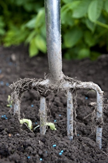Dirt Prints: Close-up of garden fork in soil, in garden vegetable plot, Cumbria, England, august