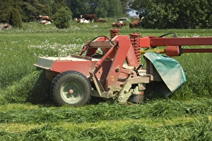 Sweden Prints: Close-up of mower, cutting grass silage crop, cattle herd in next field, Sweden