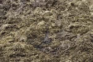 Muck Prints: Close-up of muck heap, Sweden, may