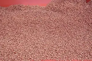 S Eed Prints: Close-up of Westminster spring barley seeds in seed drill hopper