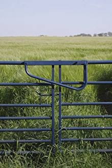 Gates Prints: Closed gates at edge of Barley (Hordeum vulgare) field