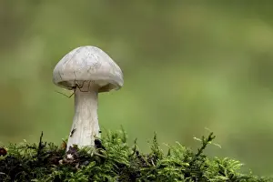 Harvestmen Prints: Clouded Agaric (Clitocybe nebularis) fruiting body