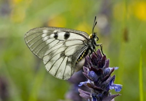 Southeastern Europe Prints: Clouded Apollo (Parnassius mnemosyne) adult
