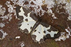 Geometrid Prints: Clouded Border (Lomaspilis marginata) adult, resting on brick wall, Powys, Wales, July
