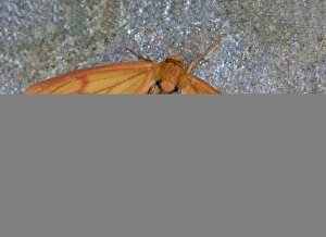 Colour Prints: Clouded Buff (Diacrisia sannio) adult female
