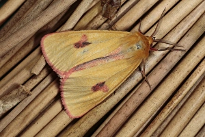 Arctiidae Prints: Clouded Buff (Diacrisia sannio) adult male, resting on stems, Powys, Wales, june