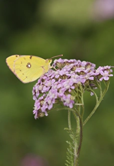 Clouded Yellow (Colias croceus) adult, feeding on Yarrow (Achillea millefolium) flowers in garden, England, august