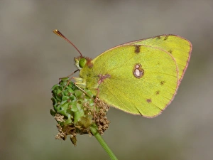 Clouded Yellow (Colias croceus) adult, resting on Salad Burnet (Sanguisorba minor), Cannobina Valley, Italian Alps