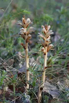 Broomrape Prints: Clove-scented Broomrape (Orobanche caryophyllacea) flowering