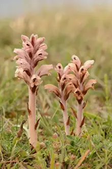 Clove-scented Broomrape (Orobanche caryophyllacea) three flowerspikes, Sandwich Bay, Kent, England, June