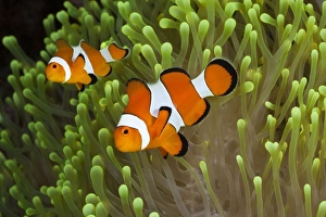 Anniversary Prints: Clown Anemonefish, Amphiprion percula, Alam Batu, Bali, Indonesia