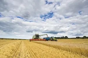 Cls combine harvester, harvesting Barley (Hordeum vulgare) Flagon crop, filling trailer pulled by tractor with grain