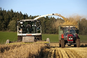 Cls forage harvester unloading into tractor with trailer, making alkalage with wholecrop cereals for animal feed