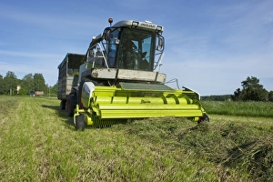 Cls Jaguar 850 forage harvester, cutting grass for silage and loading wagon, Alunda, Uppsala, Sweden, june