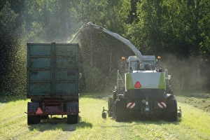 Cls Jaguar 850 forage harvester, cutting grass for silage and loading wagon, Alunda, Uppsala, Sweden, june