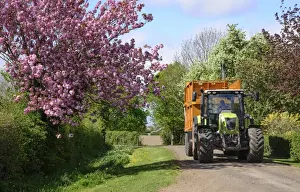 Trailer Prints: Cls tractor with grass trailer travelling down farm road with tree in blossom