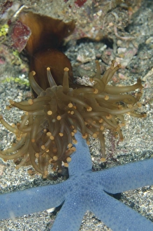 Club-tipped Anemone (Telmatactis sp. ) adult, feeding on Blue Starfish (Linckia laevigata), Lembeh Straits, Sulawesi