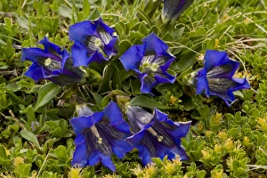 Julian Alps Prints: Clusiuss Gentian (Gentiana clusii) flowering